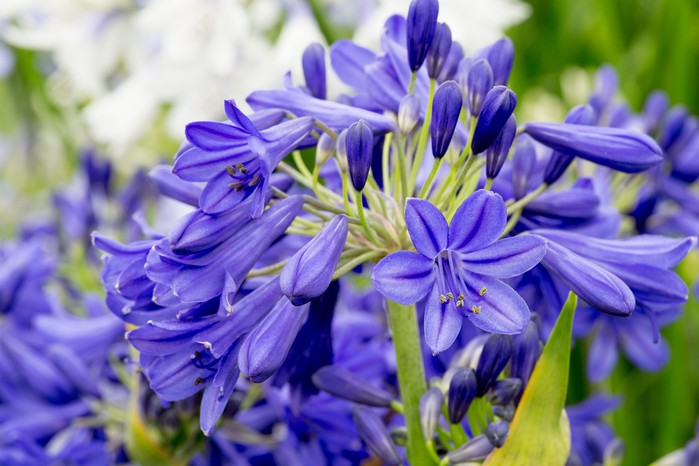 Agapanthus flowers. Paul Debois