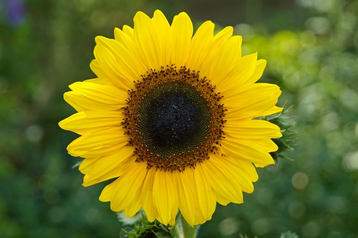 Sunflower. Tim Sandall