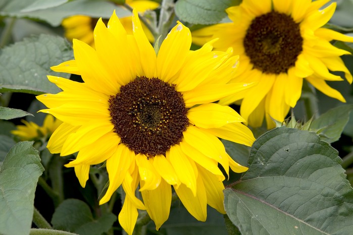 Sunflower 'Choco Sun'. Sarah Cuttle