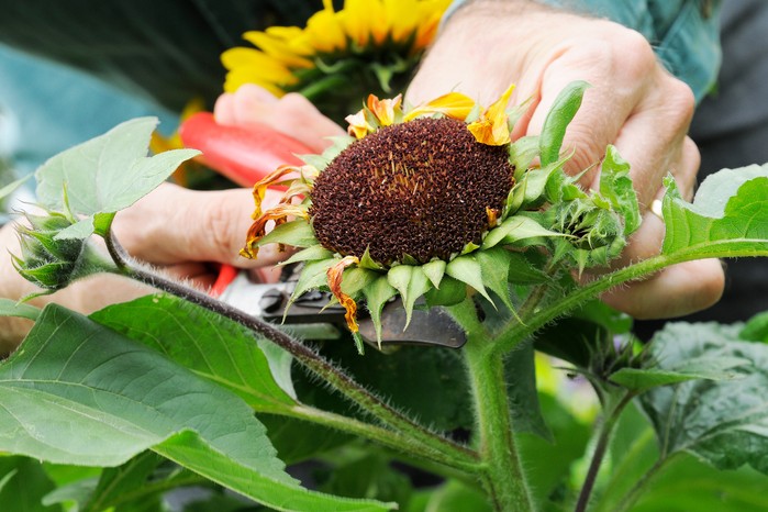 Deadheading spent sunflower flower. Tim Sandall Deadheading spent sunflower flower. Tim Sandall