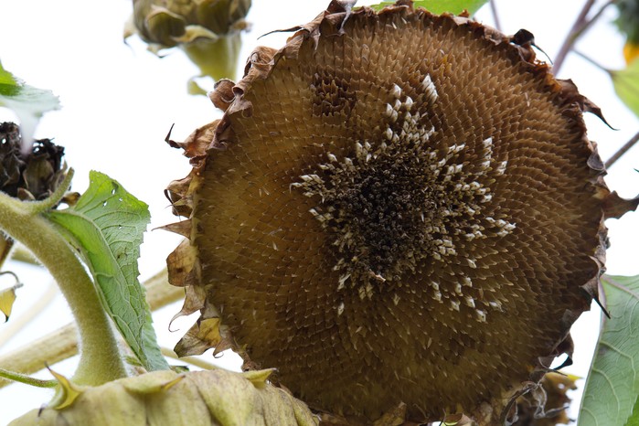 Sunflower seedhead. Sarah Cuttle