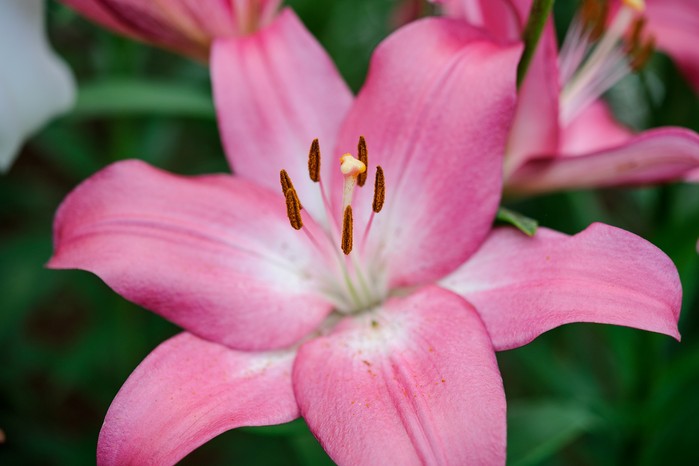 Lilium 'Arbatax' (Longiflorum-Asiatic Lily). Jason Ingram Lilium 'Arbatax' (Longiflorum-Asiatic Lily). Jason Ingram