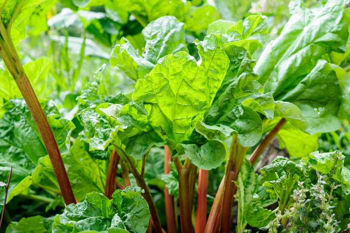 Rhubarb 'Timperley Early'. Jason Ingram Rhubarb 'Timperley Early'. Jason Ingram