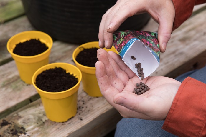 Sowing sweet peas. Sarah Cuttle Sowing sweet peas. Sarah Cuttle