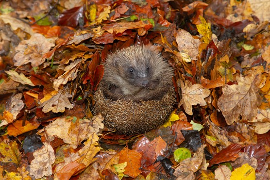 A hedgehog curled up in autumn leaves. Getty Images