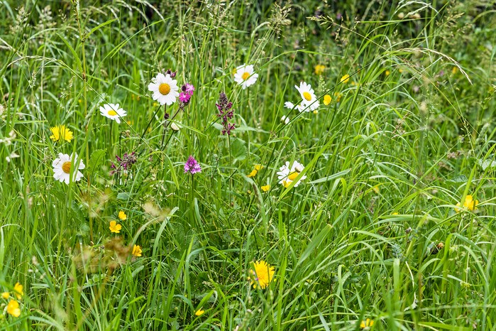 Wildflowers growing among lawn grass. Jason Ingram