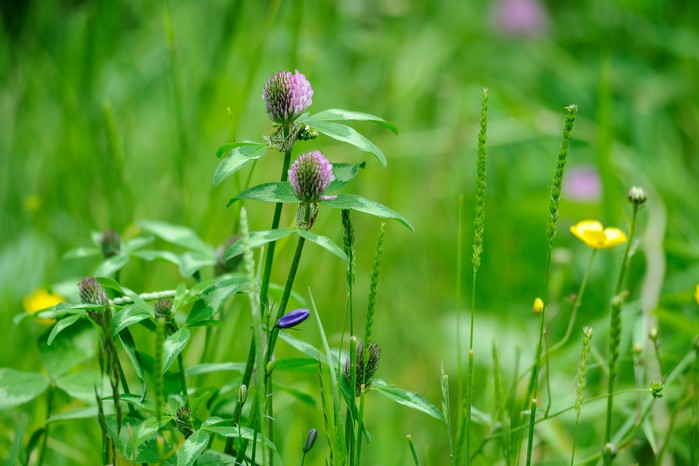 Red clover flowering among meadow grasses. Jason Ingram Red clover flowering among meadow grasses. Jason Ingram