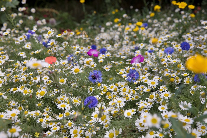 Annual wildflower 'meadow' planted with cornfield annuals. Sarah Cuttle Annual wildflower 'meadow' planted with cornfield annuals. Sarah Cuttle