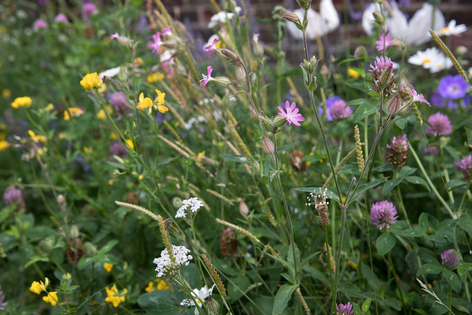 Wildflowers growing in a lawn. Sarah Cuttle Wildflowers growing in a lawn. Sarah Cuttle