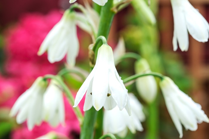 Galtonia candicans. Jason Ingram