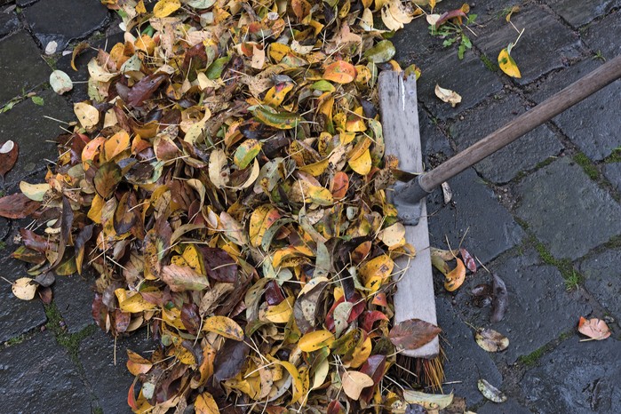 Bushing leaves off a patio. Getty Images Bushing leaves off a patio. Getty Images