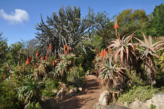 Mathews Rockery, showing autumn aloes and euphorbia. Credit Alice Notten