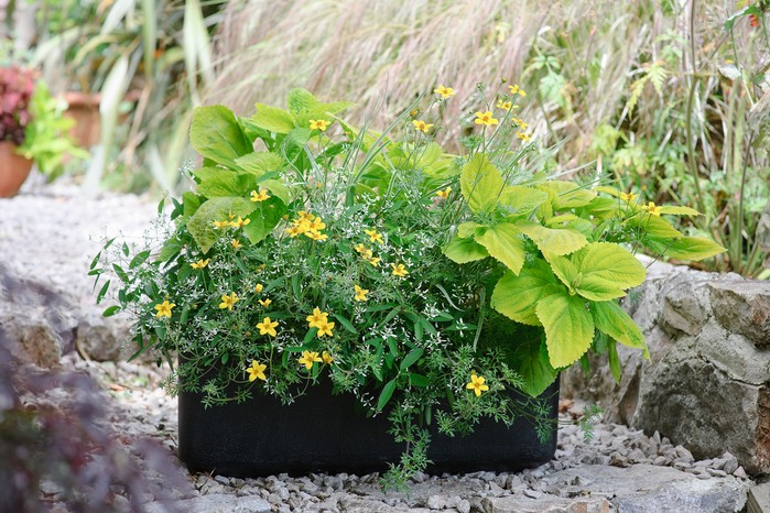 Bidens, coleus and euphorbia container