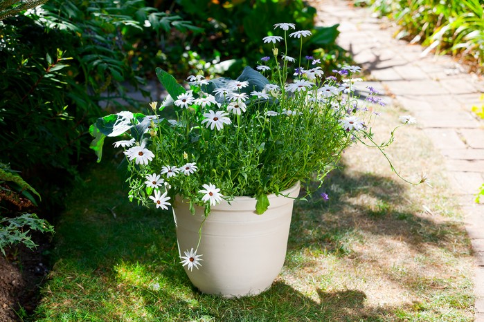 2058x1365-summer-containers-LI1525659 Daisy-filled summer container