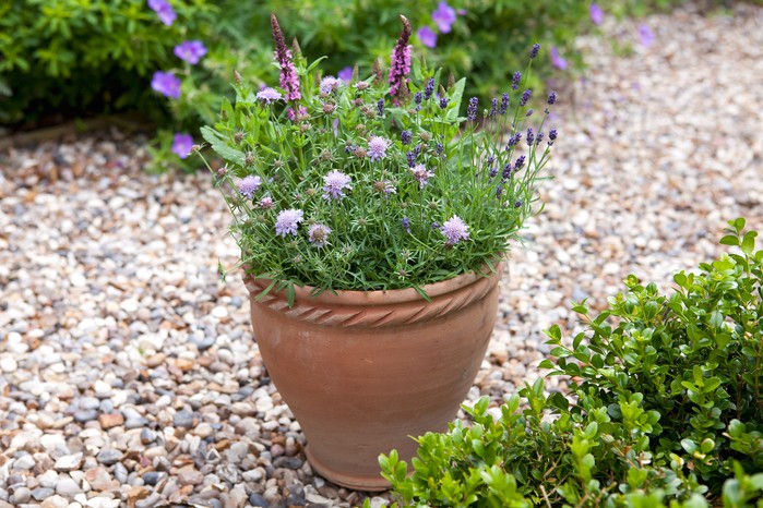 2058x1365-summer-containers-LI1805667 Bee-friendly container with scabious