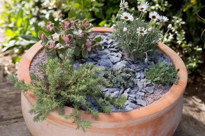 2058x1365-summer-containers-LI2152422 Terracotta pot with sun-loving succulents