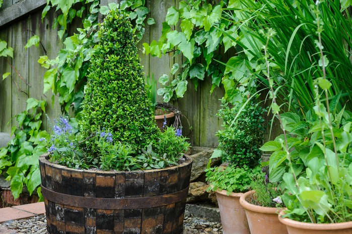 Wooden tub planted with box