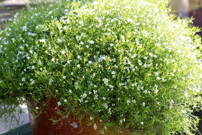 2058x1365-summer-containers-LI2552488 2058x1365-summer-containers-LI2552488