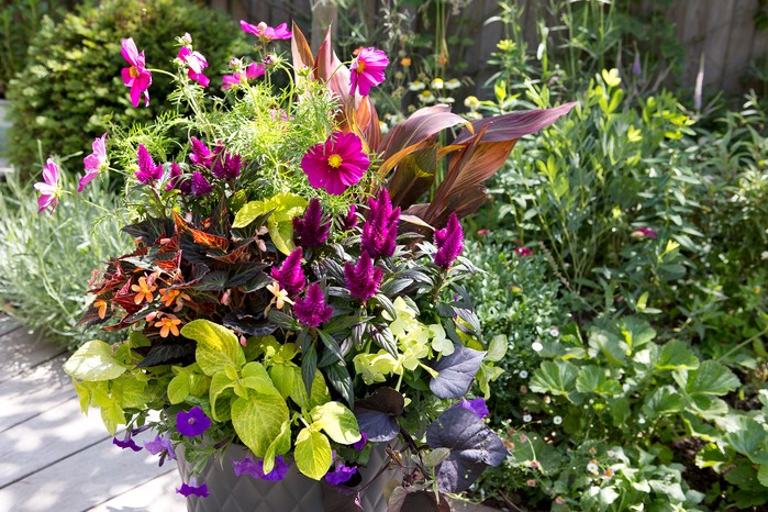2058x1365-summer-containers-LI3985473 Green and purple summer container