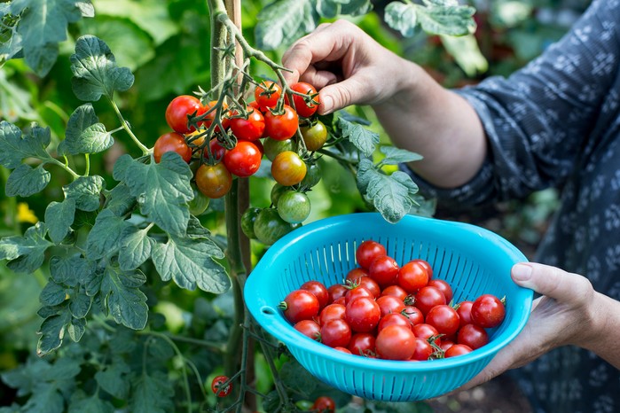 Harvesting tomatoes from the vine Harvesting tomatoes from the vine