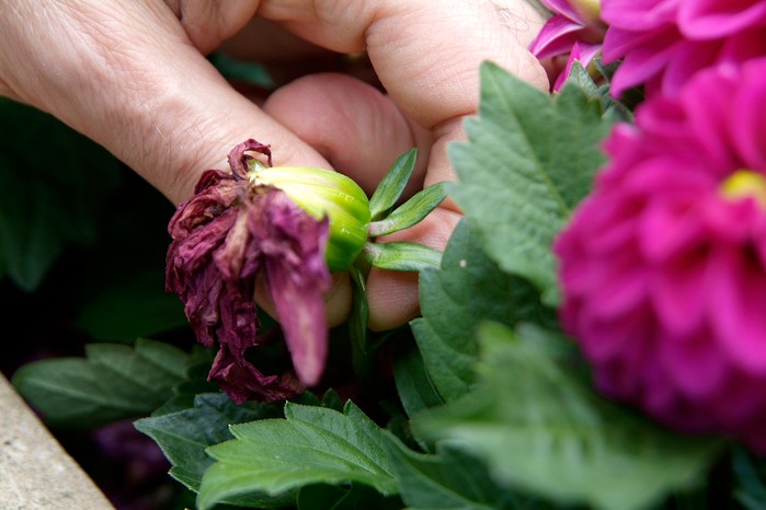 Deadheading spent flowers