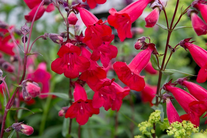 Penstemon 'Razzle Dazzle' Penstemon 'Razzle Dazzle'