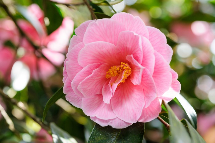 Camellia x williamsii 'Donation' Camellia x williamsii 'Donation'