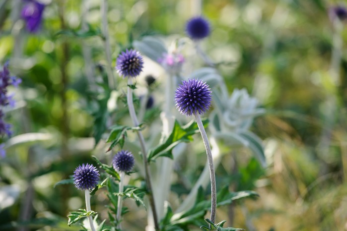 Globe thistles, Echinops Globe thistles, Echinops