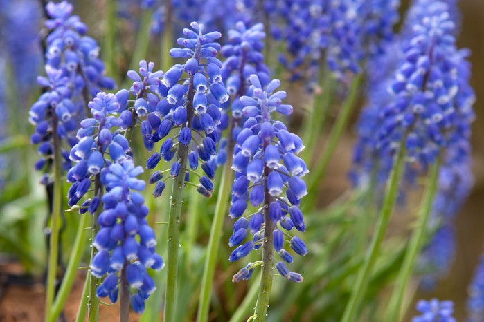Grape hyacinth (muscari) Grape hyacinth (muscari)