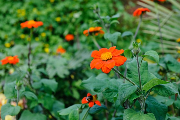 Mexican sunflower, Tithonia rotundifolia Mexican sunflower, Tithonia rotundifolia