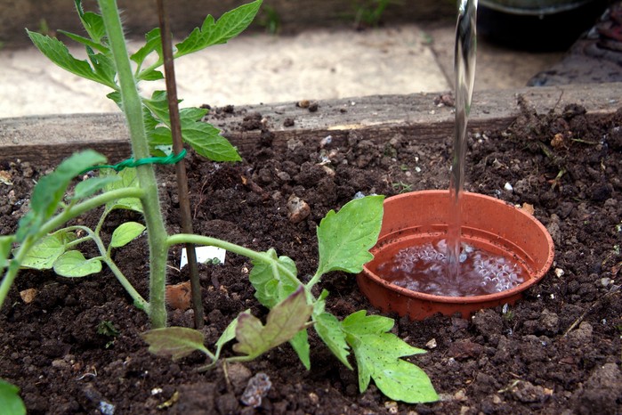 How to water your plants - channelling water to the roots