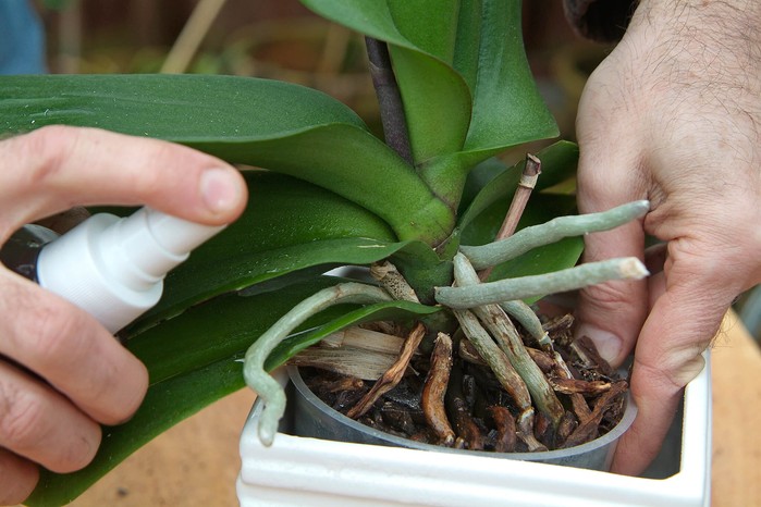 Spraying aphids off with water