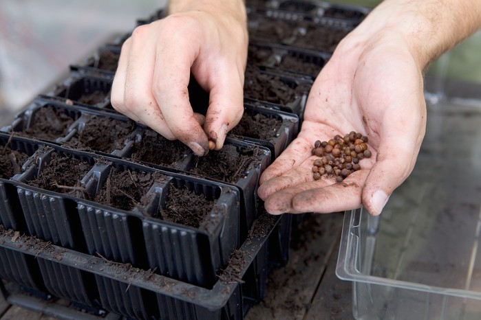 How to grow sweet peas - sowing sweet peas How to grow sweet peas - sowing sweet peas