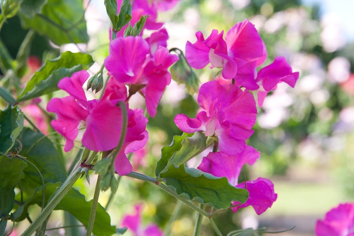 How to grow sweet peas - where to grow sweet peas