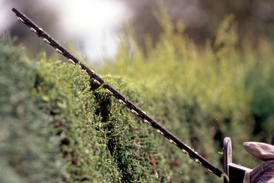How to trim a conifer hedge