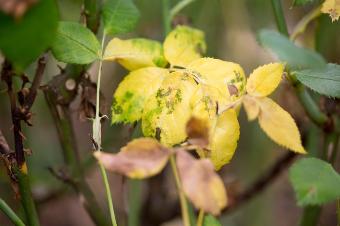 Rose nutrient deficiency magnesium deficiency symptom