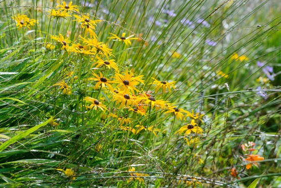 Rudbeckias Rudbeckias