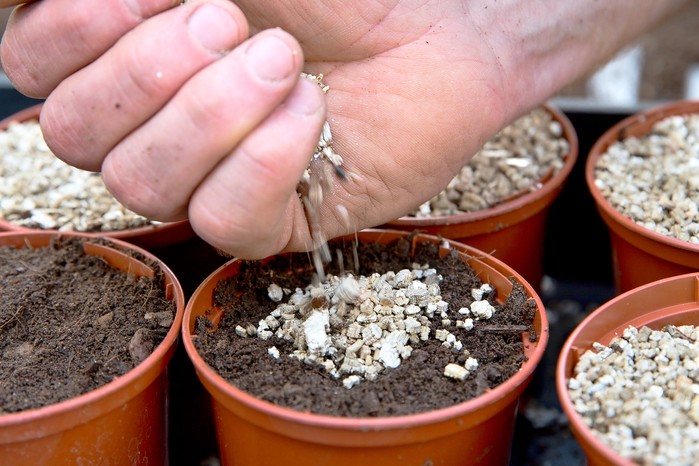 Covering seeds with vermiculite