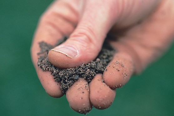 Rubbing sandy soil between thumb and fingers