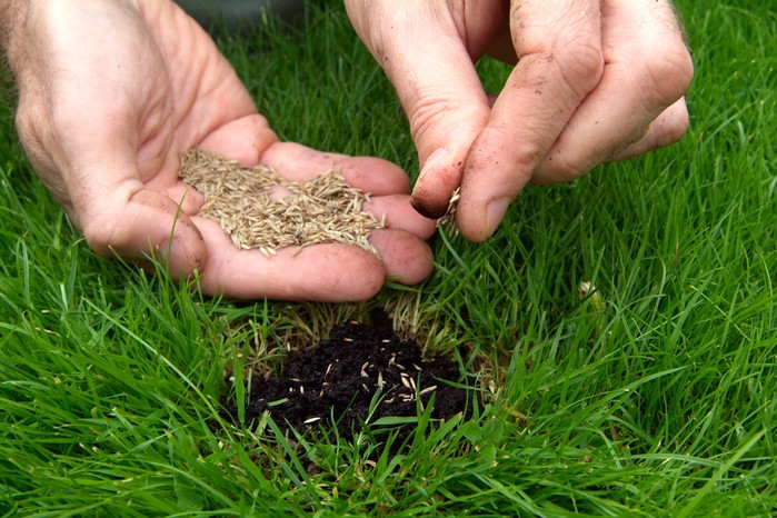 Sowing grass seed Sowing grass seed