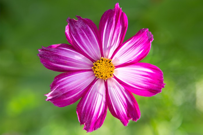Pink single-flowered cosmos Pink single-flowered cosmos