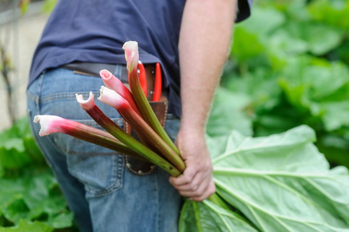 Harvested rhubarb