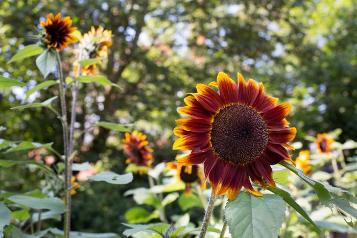 Helianthus 'Shock-o-Lat'. Paul Debois Helianthus 'Shock-o-Lat'. Paul Debois