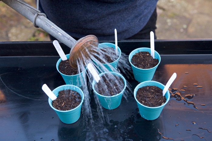 Watering pots of tomato seeds