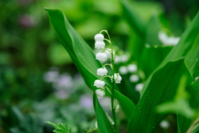 Lily of the valley. Jason Ingram Lily of the valley. Jason Ingram