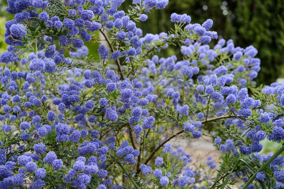 Ceanothus 'Concha'. Jason Ingram