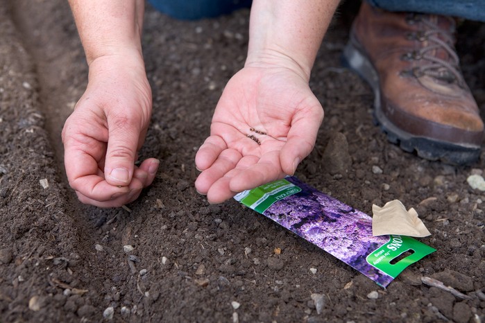 Sowing kale seeds. Sarah Cuttle Sowing kale seeds. Sarah Cuttle