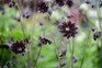 Aquilegia vulgaris 'Black Barlow'. Jason Ingram