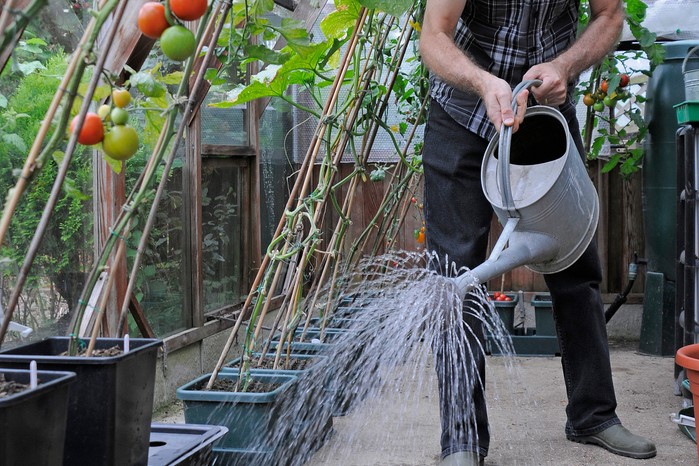 Damping down the greenhouse Damping down the greenhouse