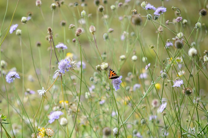 Scabious Scabious